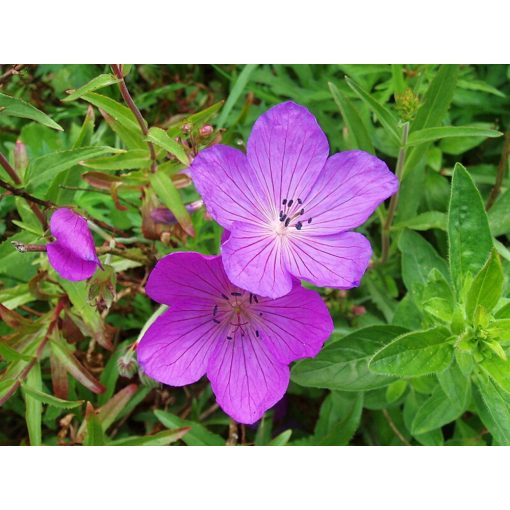 Geranium clarkei Kashmir Purple - Gólyaorr