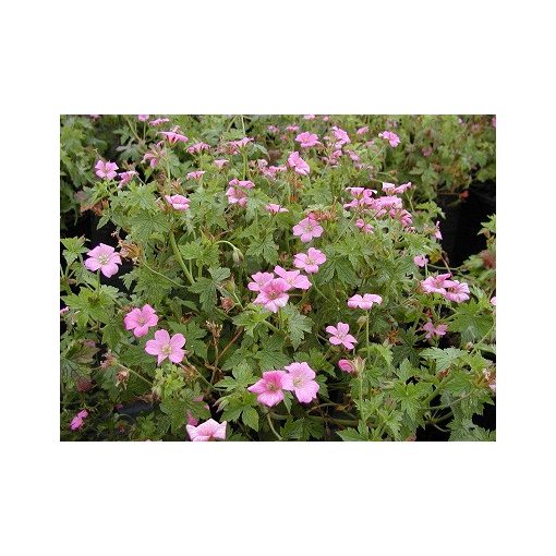 Geranium endressii Wargrave Pink - Gólyaorr