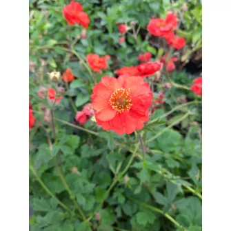 Gyömbérgyökér (Geum)