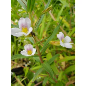 Csikorgófű (Gratiola)