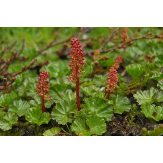 Óriáslapu (Gunnera)