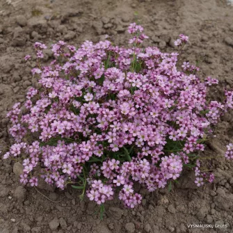 Fátyolvirág (Gypsophyla)