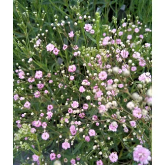Fátyolvirág (Gypsophyla)