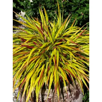 Szálkafű (Hakonechloa)