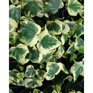Hedera colchica Dentata Variegata