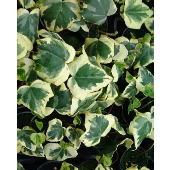 Borostyán (Hedera)