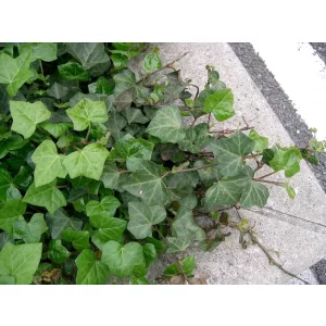 Hedera helix - Borostyán
