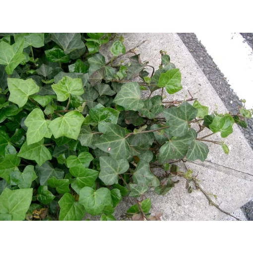 Hedera helix - Borostyán