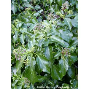 Hedera helix Arborescens - Borostyán