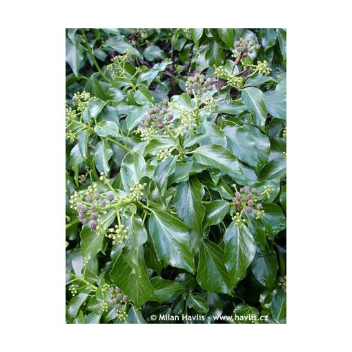 Hedera helix Arborescens - Borostyán