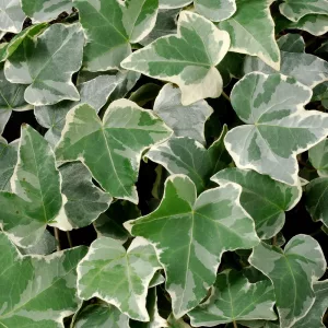 Hedera helix Glacier - Borostyán