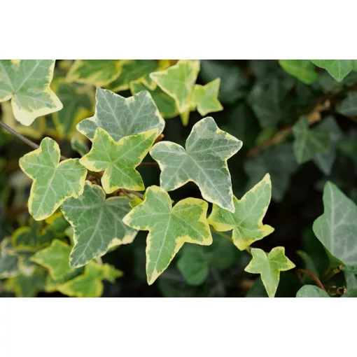 Hedera helix Goldchild - Borostyán
