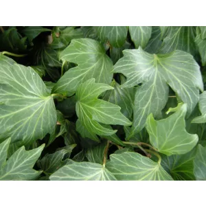 Hedera helix Green Ripple - Borostyán