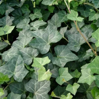 Borostyán (Hedera)