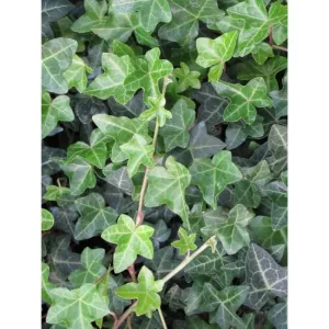 Hedera helix Normandy Carpet - Borostyán