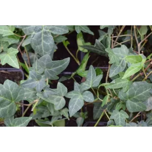 Hedera helix Plattensee - Borostyán