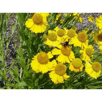 Napfényvirág (Helenium)