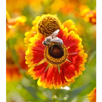 Napfényvirág (Helenium)