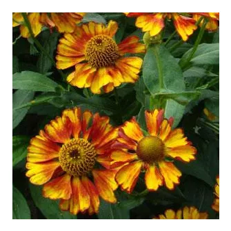 Napfényvirág (Helenium)