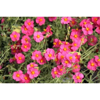 Napvirág (Helianthemum)
