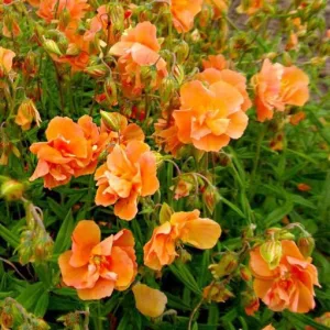 Helianthemum Orange Double - Napvirág