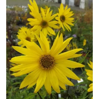 Napraforgó (Helianthus)