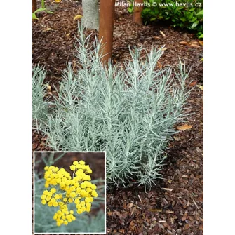 Szalmagyopár (Helichrysum)