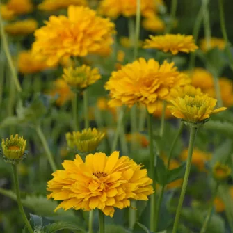 Napszem (Heliopsis)