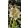 Helleborus orientalis Double Ellen White Spotted - Hunyor