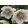 Helleborus orientalis White Spotted - Hunyor