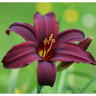 Sásliliom (Hemerocallis)