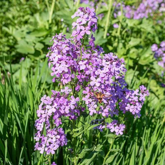 Hölgyestike (Hesperis)