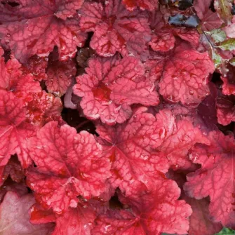 Tűzgyöngyvirág (Heuchera)