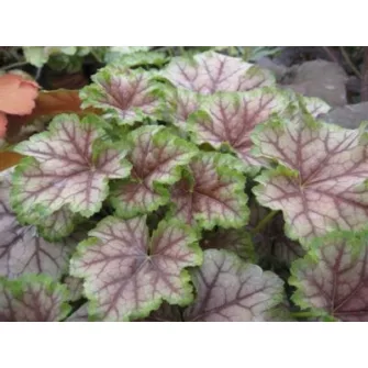 Tűzgyöngyvirág (Heuchera)