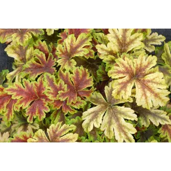 Turbáncső (Heucherella)