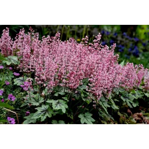 Heucherella Pink Revolution - Turbáncső