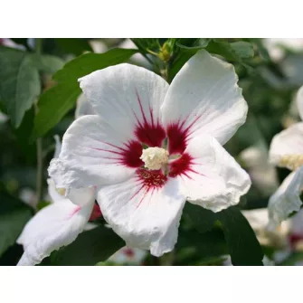 Hibiszkusz félék (Hibiscus)