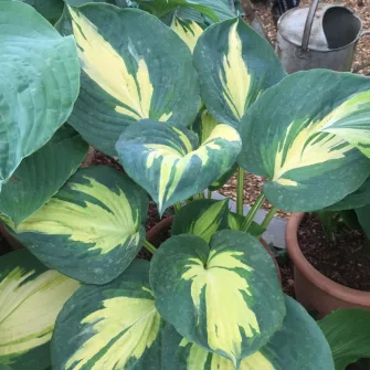 Árnyékliliom (Hosta)