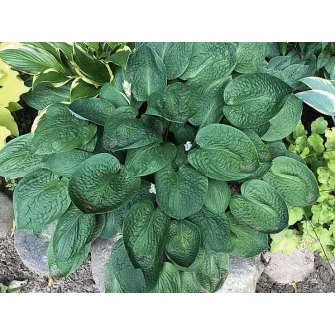Árnyékliliom (Hosta)