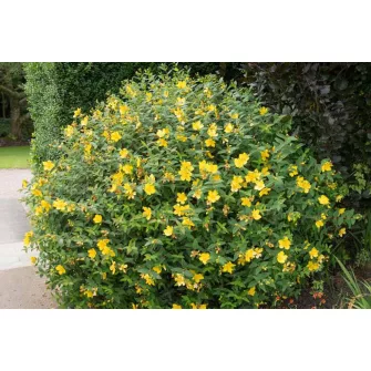 Orbáncfű (Hypericum)