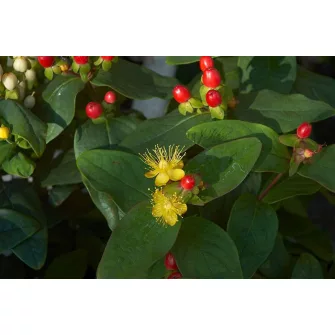 Orbáncfű (Hypericum)