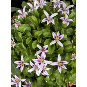 Hypsela reniformis (syn. Lobelia oligophylla)