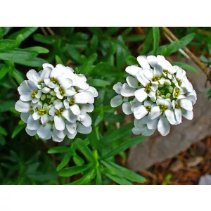Iberis sempervirens - Tatárvirág