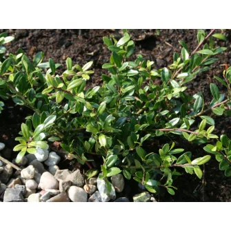 Magyal (Ilex)