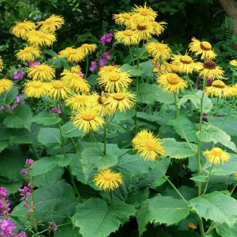 Peremizs (Inula)