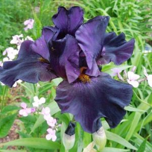 Iris germanica 'Black Knight' - Kerti nőszirom