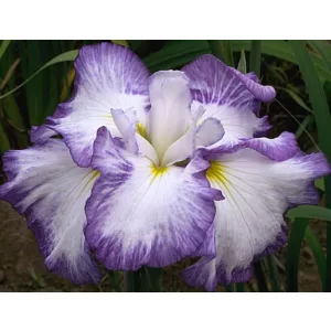 Iris ensata Light at Dawn - Japán nőszirom
