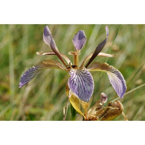 Iris foetidissima - Gyöngyösírisz