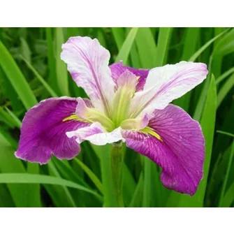 Írisz félék (Iris)