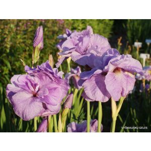 Iris sibirica Imperial Opal - Szibériai írisz